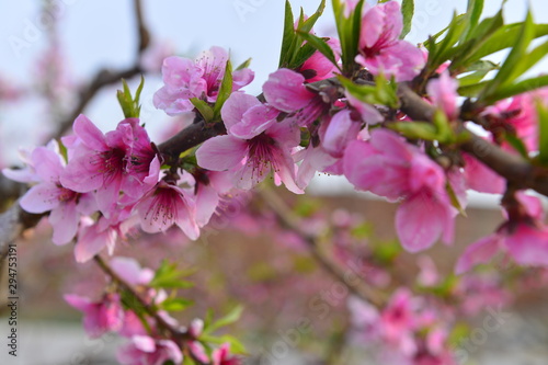 In full bloom in the peach blossom