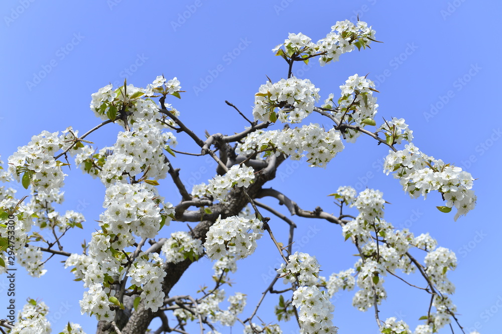 Pear flower in full bloom in spring Pear flower in full bloom in spring