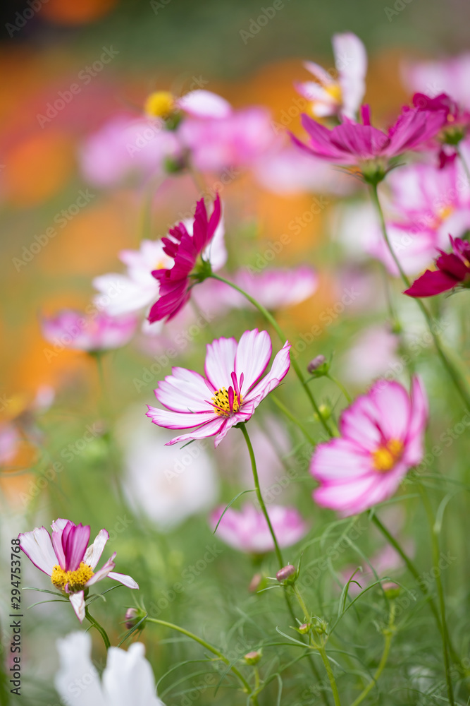 Fototapeta premium 秋の里山のコスモス畑