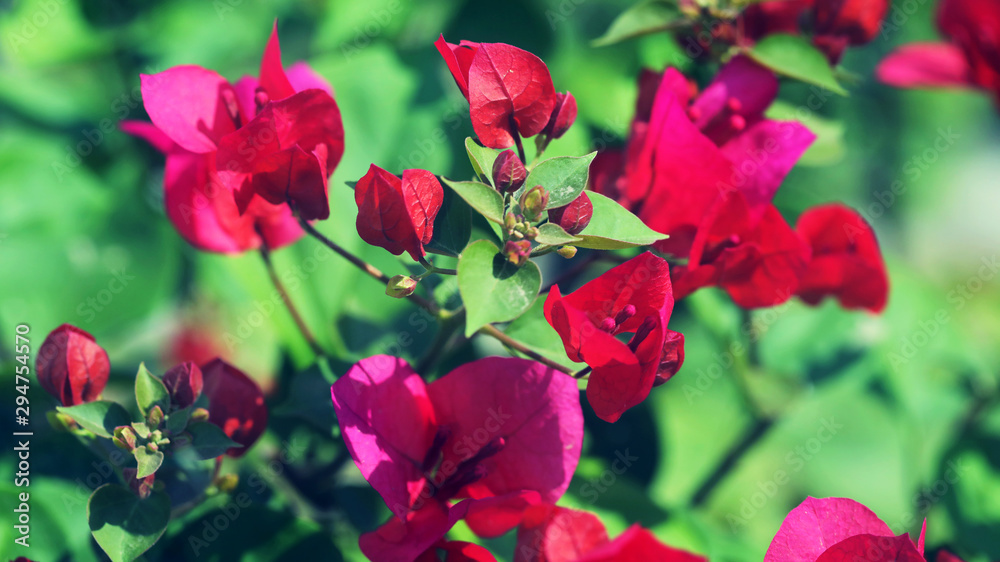 Beautiful Bougainvillea flower in the garden.Pink bougainvillea flower Beautiful Bougainvillea flower in the garden.Pink bougainvillea flower