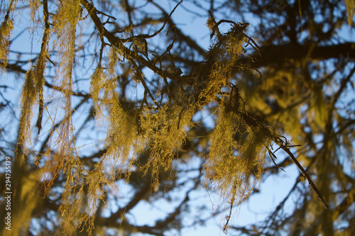 mossy tree branch