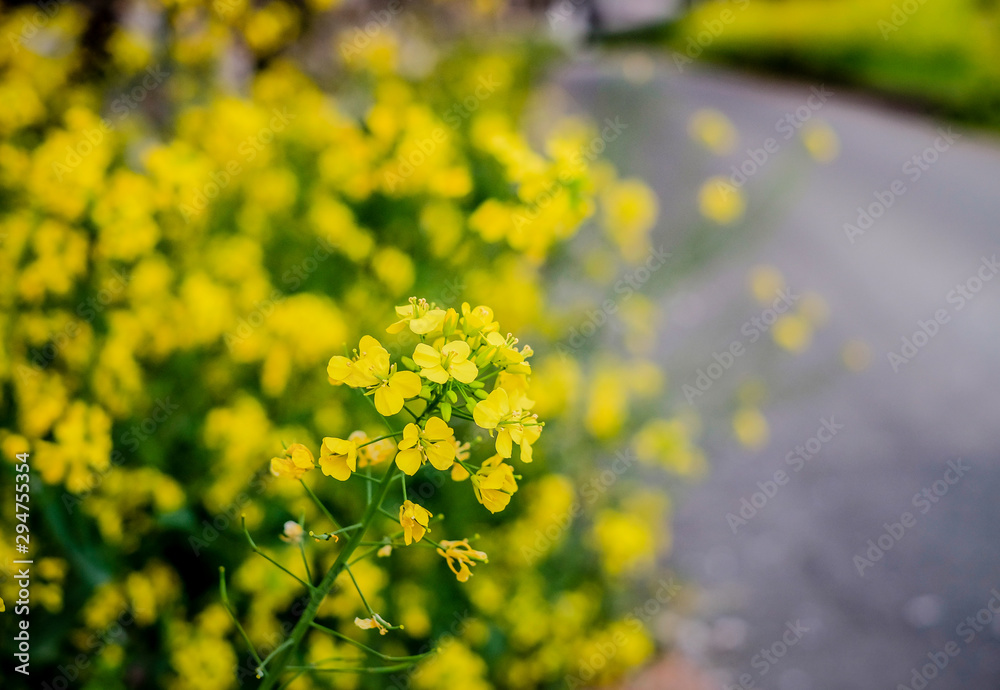 Obraz premium Beautiful Meadow yellow flowers on side road on a bokeh background, Sunny day beautiful nature concept background