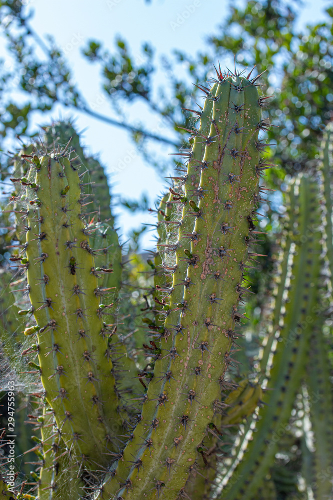 Naklejka premium Cochal cactus Myrtillocactus cochal from Baja California west coast
