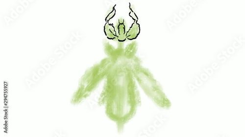 Time lapse video 2D animation of a drawing of a Mantis Foliatus, Phyllium siccifolium or leaf bug on white screen in HD high definition. photo