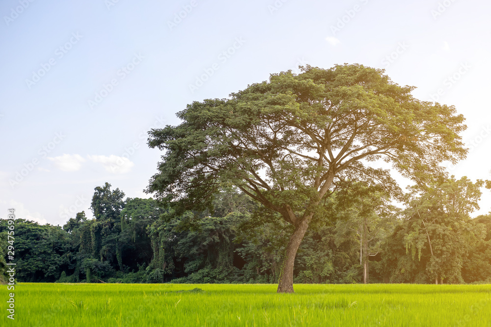 Obraz premium The shade tree in the green rice field in the afternoon with flare. 