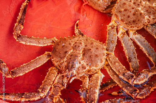 Live Japanese king crabs or Taraba at Hakodate Asaichi fish market