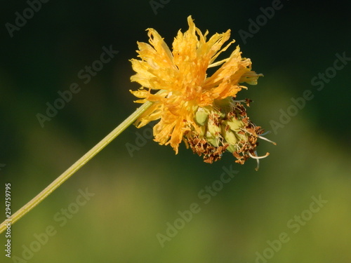 Flower yellow first plane