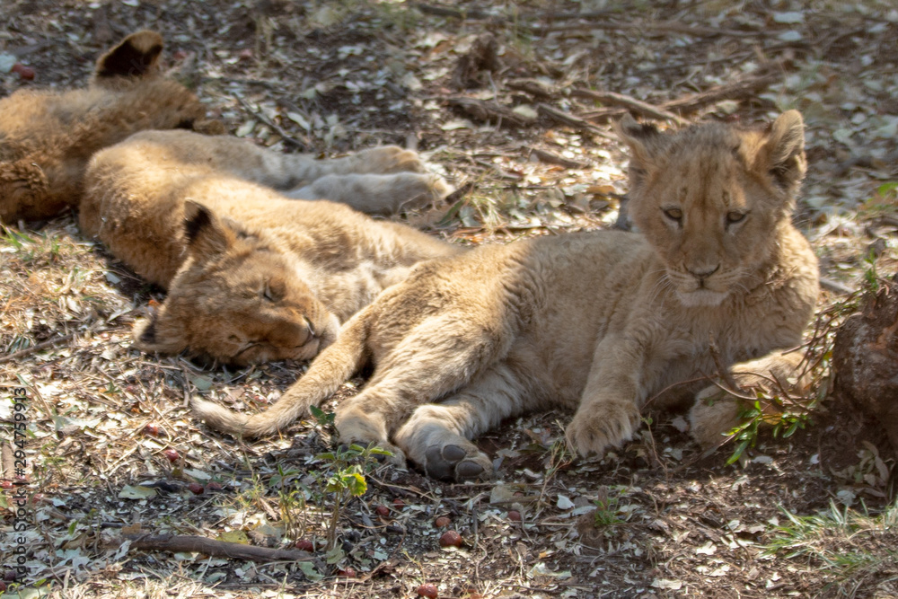 Three Baby Lion cubs in Kruger National Park in South Africa Three Baby Lion cubs in Kruger National Park in South Africa