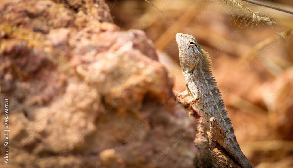 lizard on a rock lizard on a rock