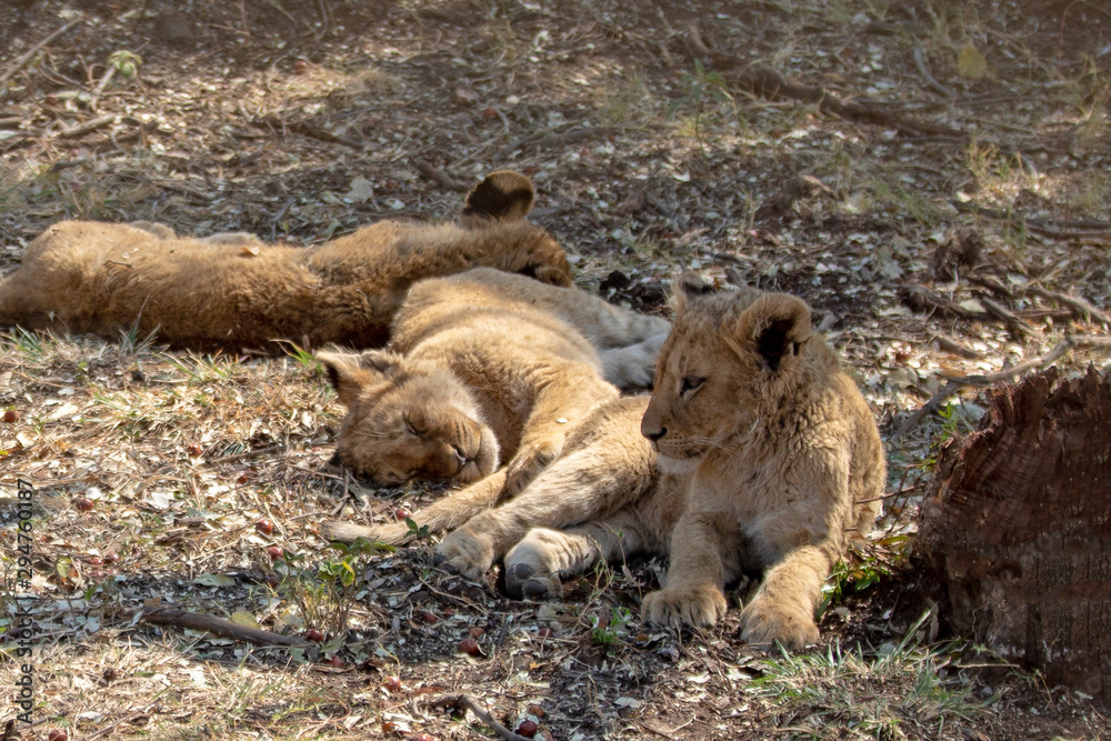 Fototapeta premium Three Baby Lion cubs in Masai Marai in Kenya Africa
