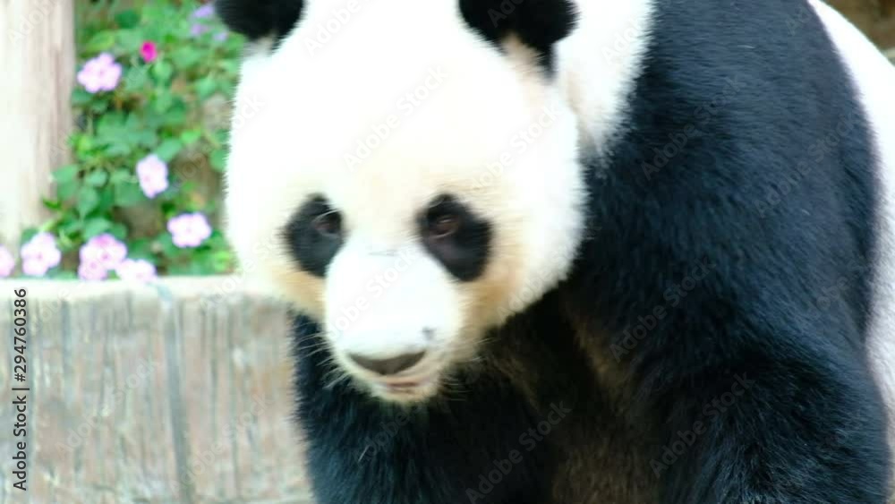 Giant panda bear playing and lying cute on bed, animal Giant panda bear playing and lying cute on bed, animal