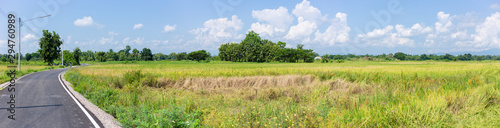 rural asphalt country road side rice field wide angle panorama landscape view.