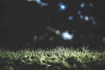 spring green grass and blurred background
