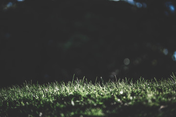 spring green grass and blurred background