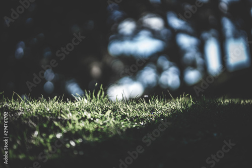 wiosna zielona trawa i tło zamazane pole