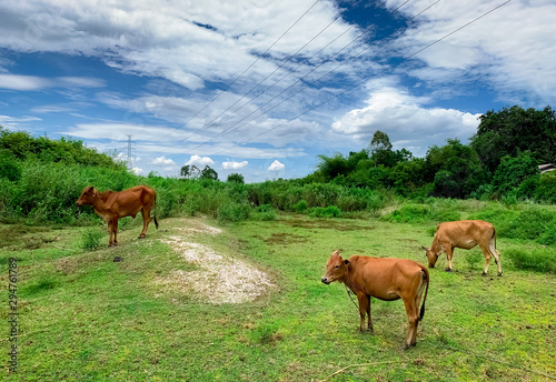 Herd of cow grazing green grass in meadow. Brown cow in pasture. Beef cow cattle farming. Livestock. High voltage electric pylon across animal farm field. Landscape of meadow in countryside. Thai cow.