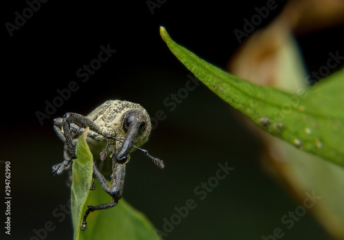 The beetle or Weevil is catching on the leaf