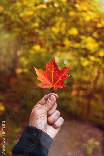 Man holding orange maple leaf in the beginning of autumn in canada., very blurred background, small depth of field