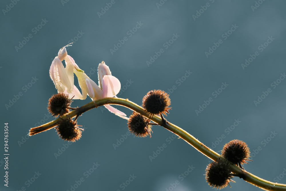 Mantis Orchid,Praying Mantis Mantis Orchid,Praying Mantis