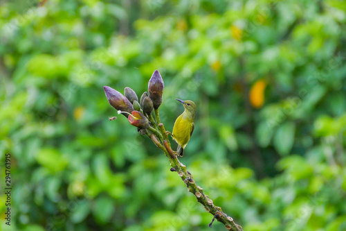 Female brown-throated sunbird perching on tree branch 