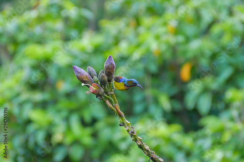 Male brown-throated sunbird perching on tree branch in the morning