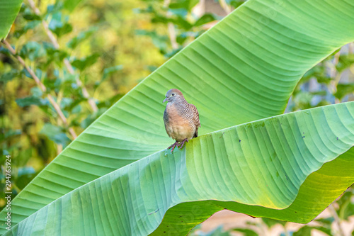 Zebra dove perching on banana tree in the morning