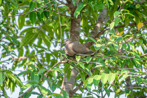 Closeup cute red collared dove sitting on tree branch