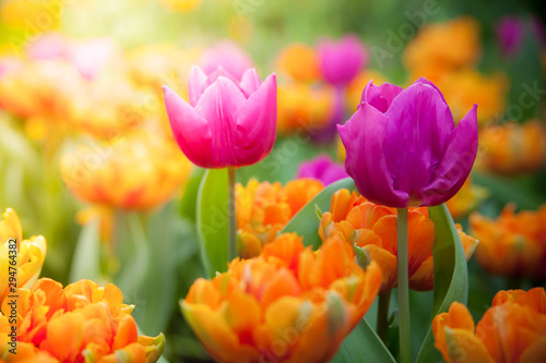 z-wzorem-pieknych-tulipanow