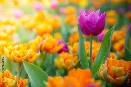 Fresh blooming close up tulips in the spring garden under sunshine