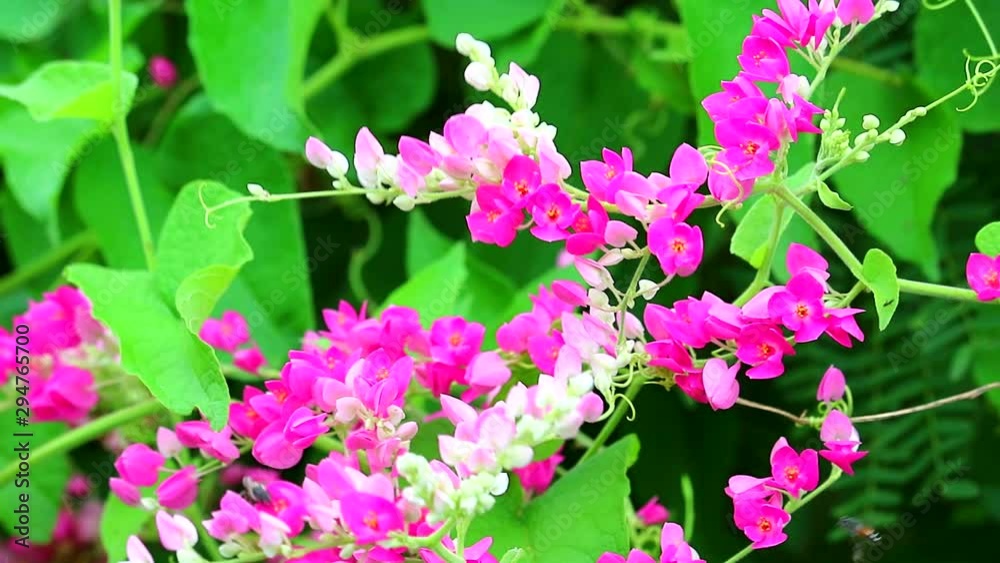 Mexican Creeper, Chain of Love or Antigonon leptopus pink bouquet flowers and bee find honey2 Mexican Creeper, Chain of Love or Antigonon leptopus pink bouquet flowers and bee find honey2