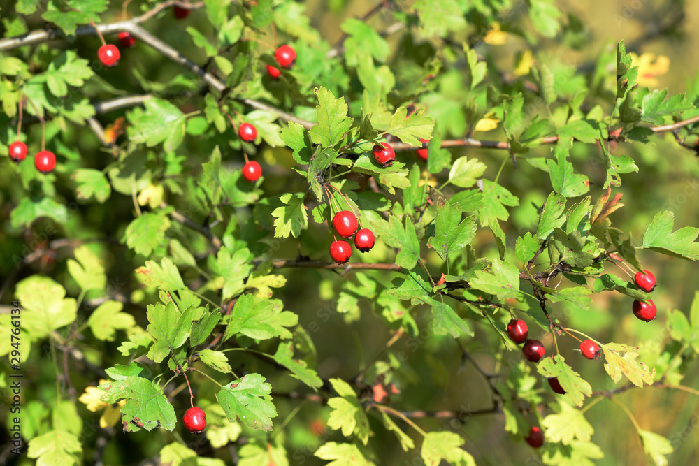A branch of a hawthorn bush with ripe fruits illuminated by the bright sun on an autumn day in the forest