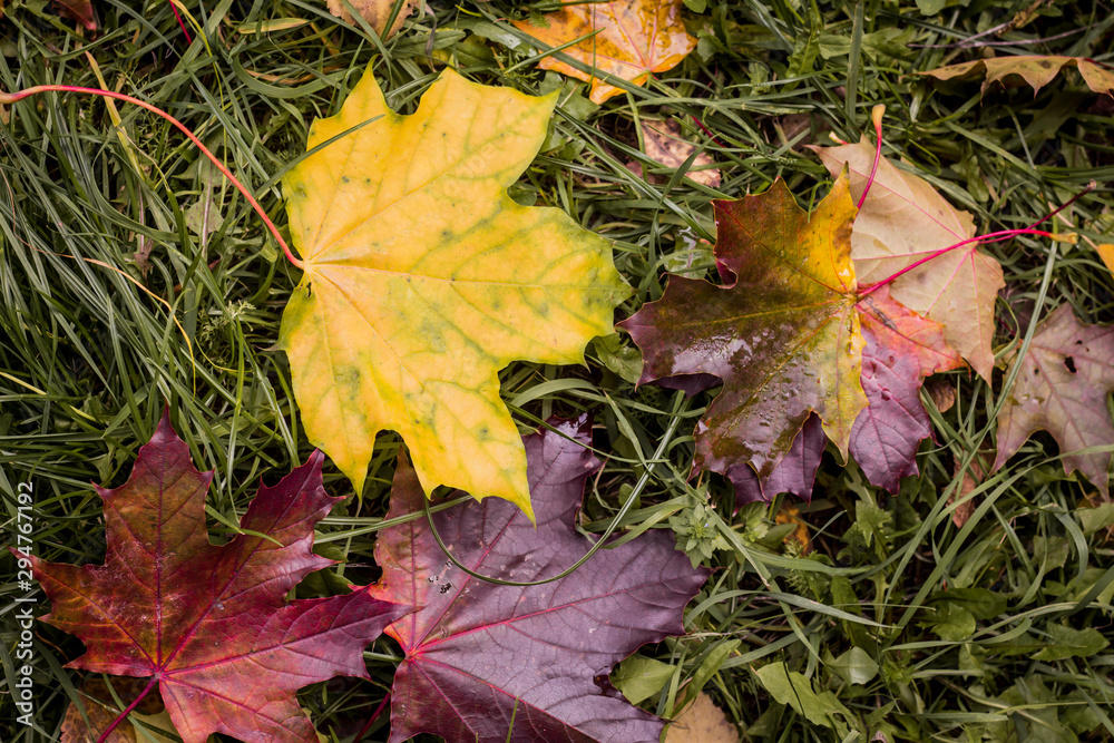 fallen yellow and red maple leaves on green grass, autumn, top view fallen yellow and red maple leaves on green grass, autumn, top view