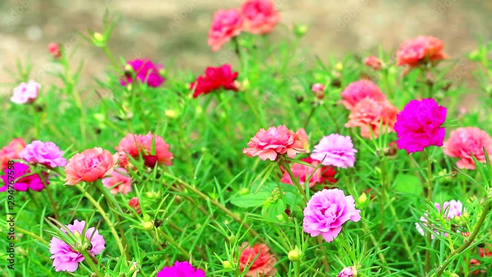 Purslane, Rose mose, Sun plant pink and magenta flower blooming in the garden1 Purslane, Rose mose, Sun plant pink and magenta flower blooming in the garden1