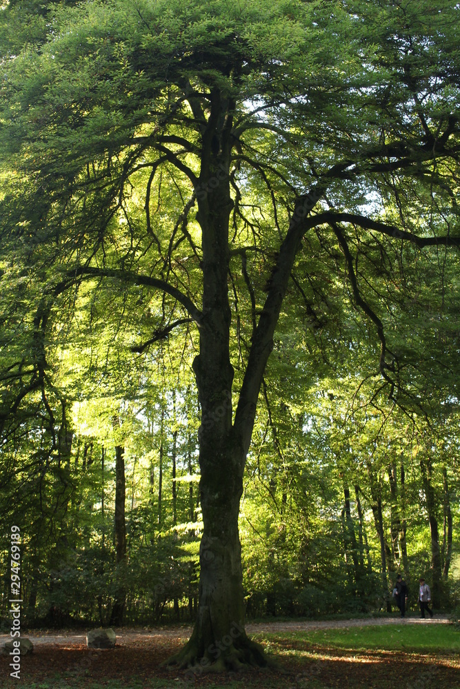 Obraz premium im Park 5