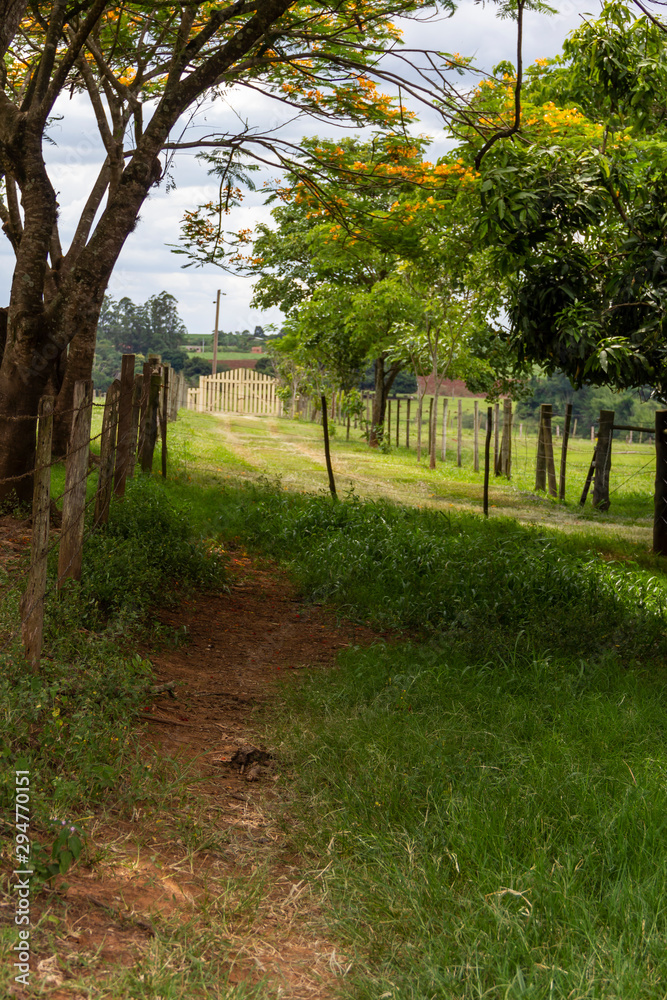 Fototapeta premium caminho no campo