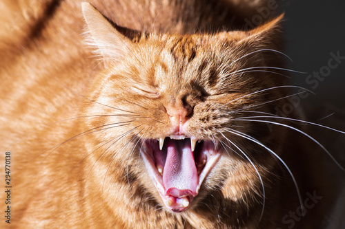 Adult orange cat caught with the mouth open, mid yawn; Fangs, upper teeth and pink tongue visible