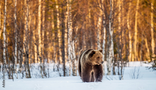 Wallpaper Mural Brown Bear walking on the snow in spring forest at sunset. Front view. Ursus arctos. Torontodigital.ca