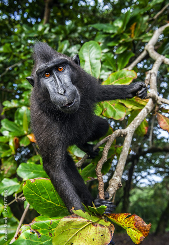The Celebes crested macaque on the tree.  Green natural background.   Crested black macaque, Sulawesi crested macaque, or the black ape. Natural habitat. Sulawesi. Indonesia.