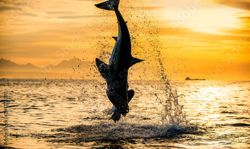 Silhouette of jumping Great White Shark on sunrise sky background. (Carcharodon carcharias). South Africa