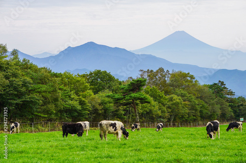 2021年年賀状にも。八ヶ岳の牧場で富士山を背景に寛ぐ牛