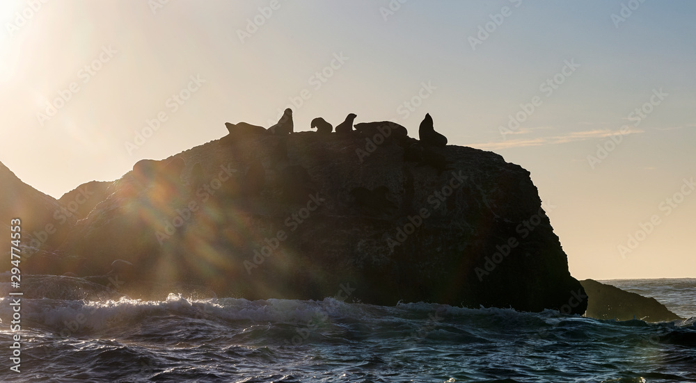 Seascape in the morning.  The colony of seals on the rocky island. South Africa.