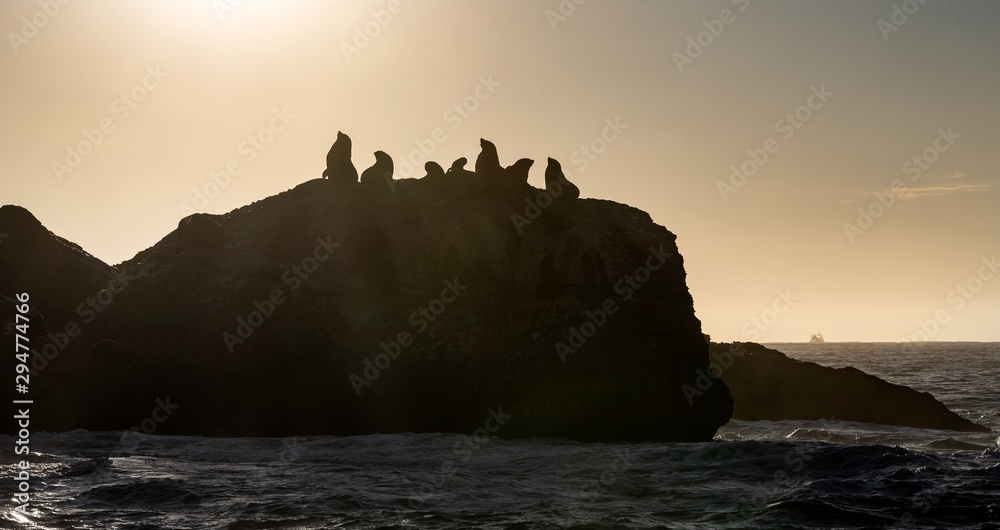 Seascape in the morning.  The colony of seals on the rocky island. South Africa.