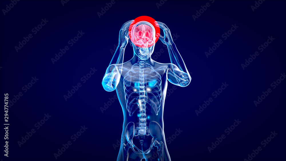 Human and brain xray, human anatomy, 3D Illustration Human and brain xray, human anatomy, 3D Illustration