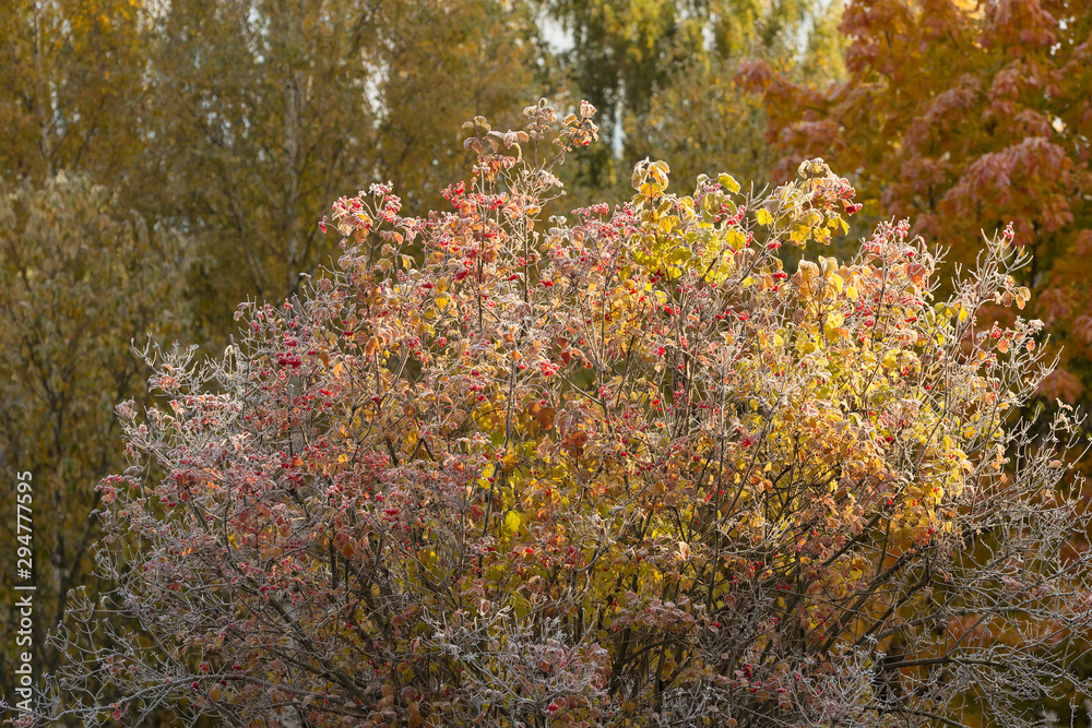 viburnum in hoarfrost