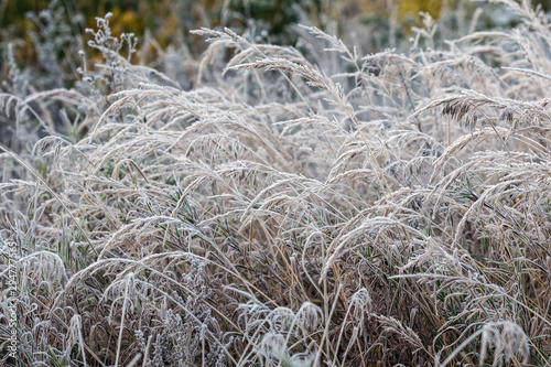 grass in hoarfrost after freezing