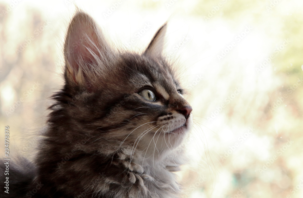 A portrait of a sweet three months old norwegian forest cat kitten