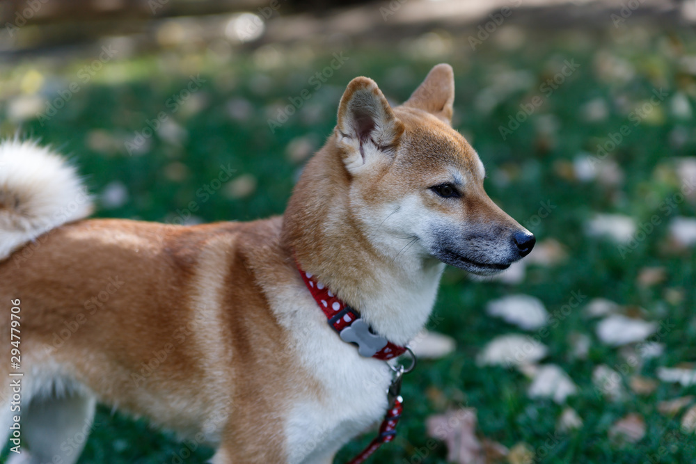 A dog similar to a Fox is a Shiba inu. Walk in the autumn forest.