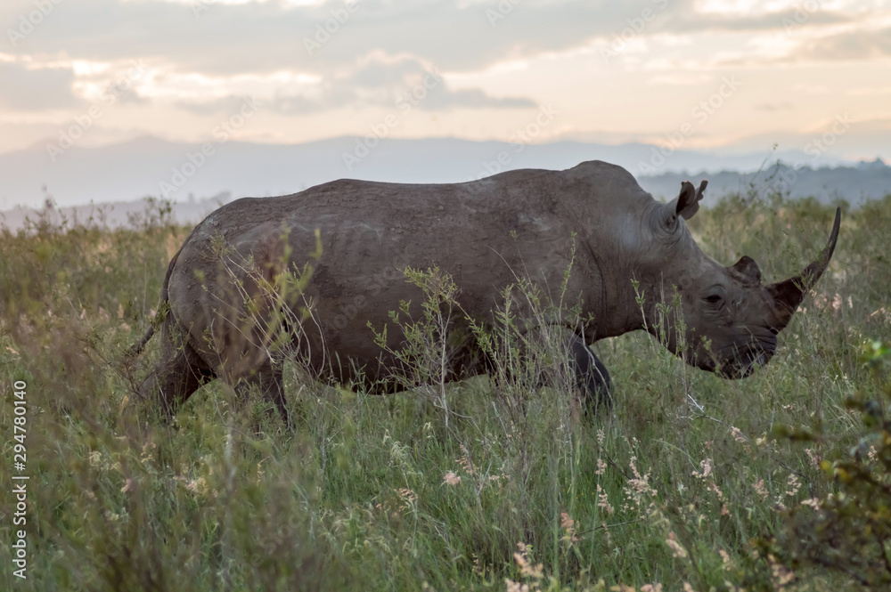 Obraz premium A rhinoceros in the savannah