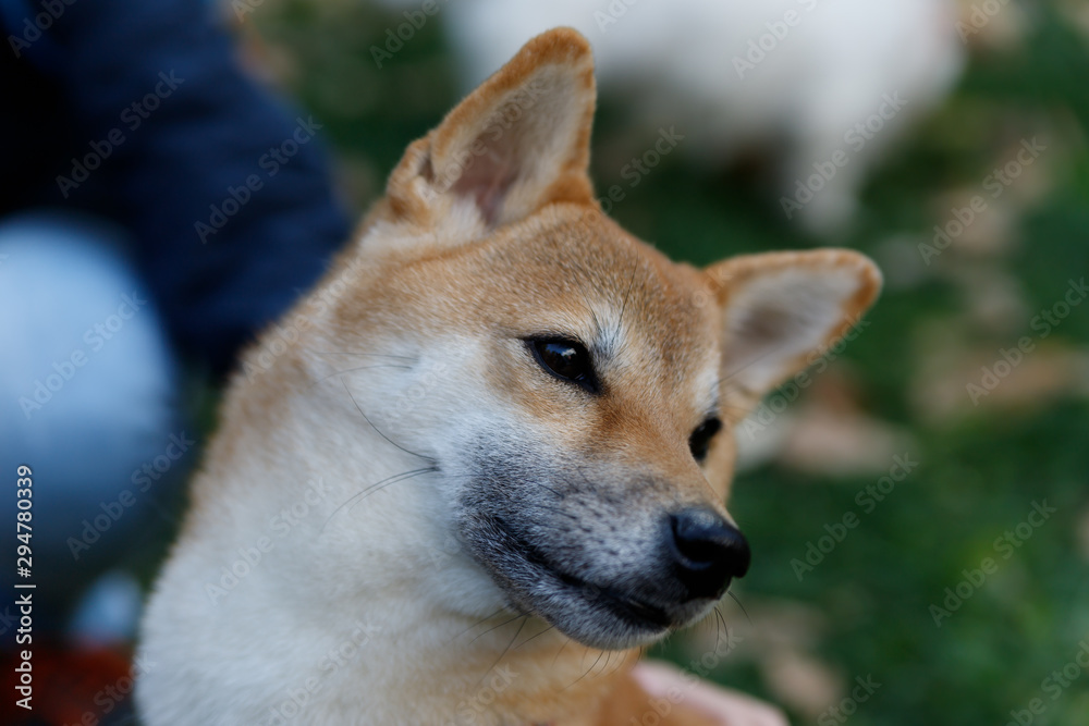A dog similar to a Fox is a Shiba inu. Walk in the autumn forest.