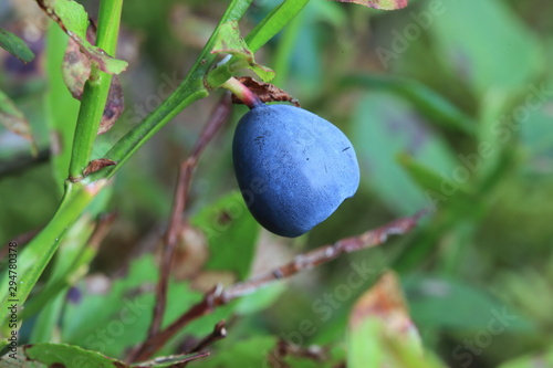 Appetizing macro view of the ripe blueberry grown in the wild nature in the forest